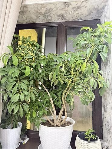 плеттер: Комнатные растения в декоративных кашпо - Алоэ (крупный куст) — 3