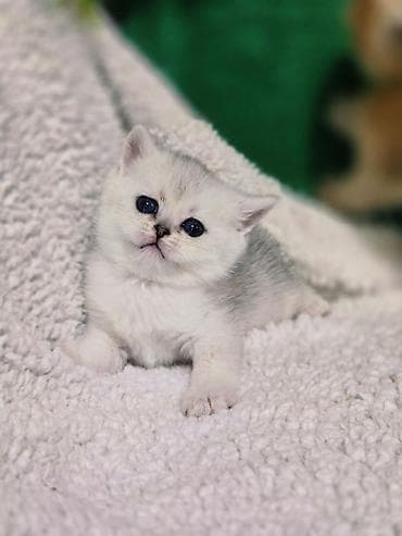 ош котенок: Британская короткошёрстная, 1 месяц, Девочка, Золотая шиншилла — 6