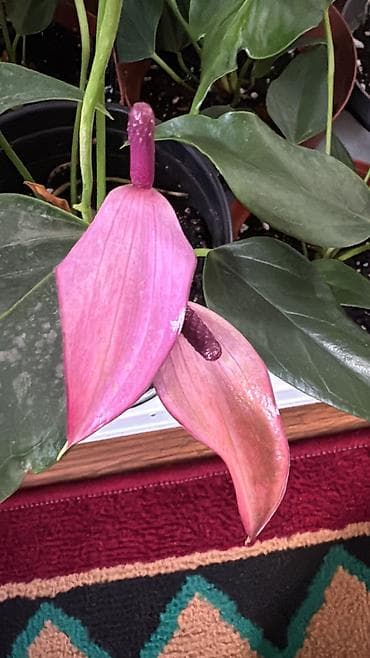 Денежное дерево: Антуриум зизу фиолетовый 100, Сансивиерия муншайн 220 сом — 1