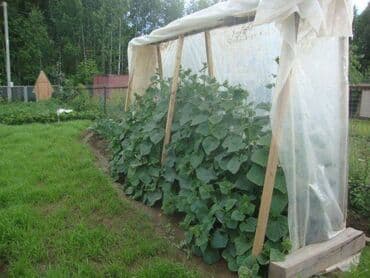 пленка для теплиц купить: Пленка для теплиц и парников. Многолетние пленки. Основные свойства — 16