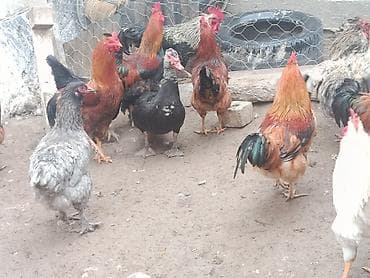 кукуруза с пачаткой: Продаю | Петух | Для разведения — 5