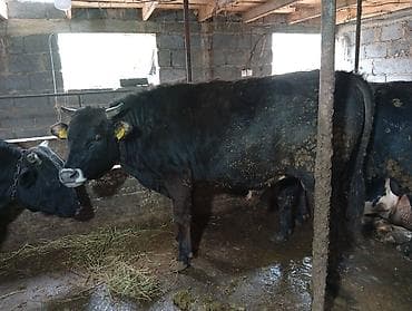 прием быков: Продаю | Бык (самец) — 5