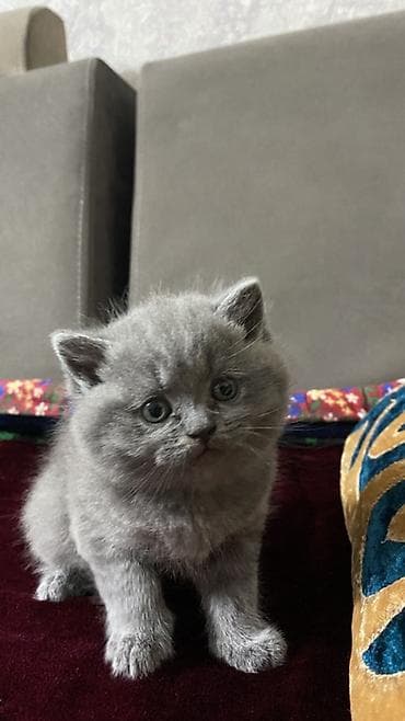 Британский короткошёрстный - Плотная плюшевая шерсть, равномерный