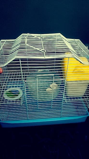 животные птицы: Большая двухэтажная клетка всего за 1400 сом. любая на выбор. хомячки — 3