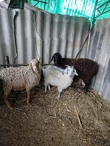 несушки оптом: Продаю | Овца (самка) | Для разведения — 1