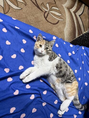 саванна кошка купить: Кошка даром: Беспородная, 3 месяца, Девочка, Приучена к лотку — 2
