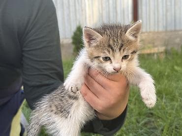 купить кошку манчкин: Котята, помёт из трёх малышей. Возраст: 1,5 месяца (уверенно ходят — 5