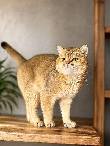 Ит кууту: Скотиш Страйт (Шотландиялык тик кулактуу), Эркек, 3 жаш, Документтери менен, Эмделген, Алтын шиншилла lalafo.kg да Ит кууту: Скотиш Страйт (Шотландиялык тик кулактуу), Эркек, 3 жаш, Документтери менен, Эмделген, Алтын шиншилла