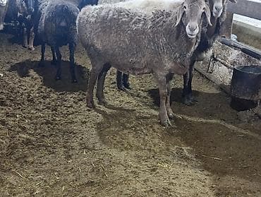 щотланская кошка: Продаю | Овца (самка) | Полукровка | Для разведения | Матка — 10