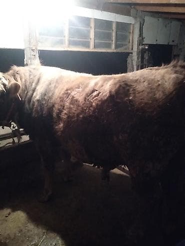 А/ч жаныбарларын сатам: Сатам | Уй (ургаачы) | Бордоп семиртүү үчүн | Байланган — 2