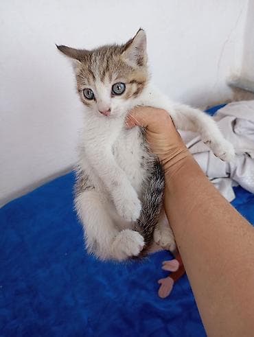 попугай какаду: Котёнок мальчик 1,5 месяцев игручий ласковый — 2