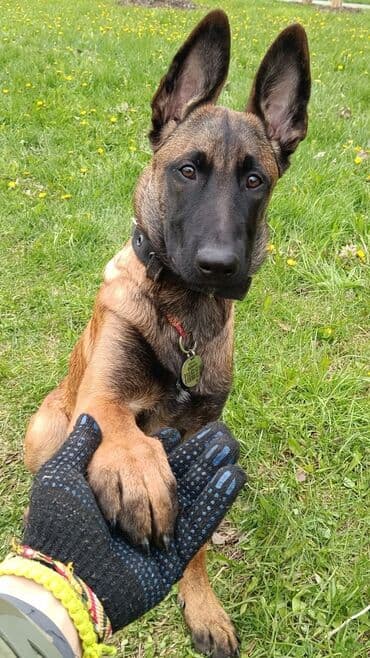 собаки для охраны: Продается щенок 2- месячный бельгийской овчарки чистая кровь (торг — 2