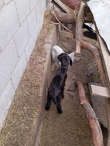 сыр козий: Продаю | Коза (самка) | Для разведения — 2