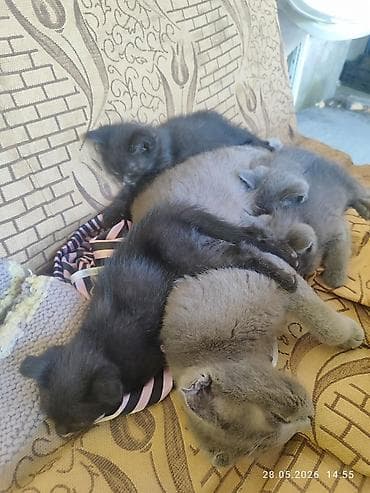жалал абад мышык: Отдадим в добрые руки котят, мама вислоухая, и один котенок — 2