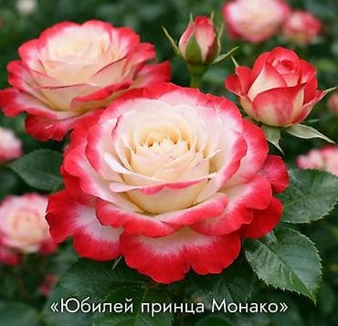 роза комнатная: Саженцы Самовывоз — 3