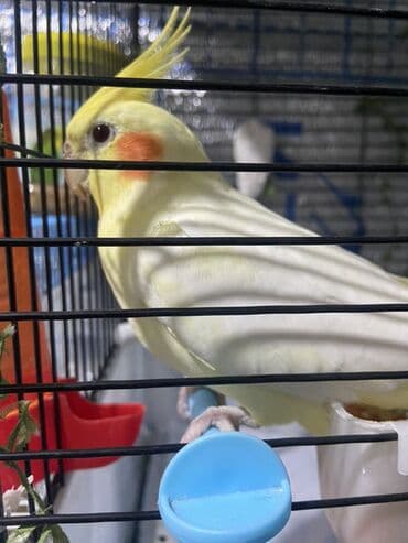 дом для кролика: Куплю ручную кареллу — 1