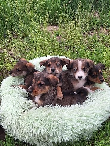 щенки лабрадоры: Щенки метисы, помёт разнопёстрый. Компактные, короткошёрстные с — 3