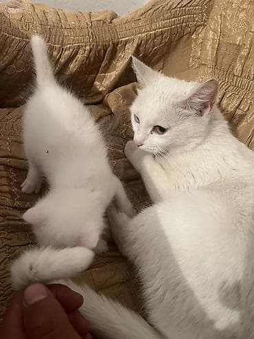 кошки отдам даром: Белоснежные котята от белой кошки с разными глазами (гетерохромия) — 4
