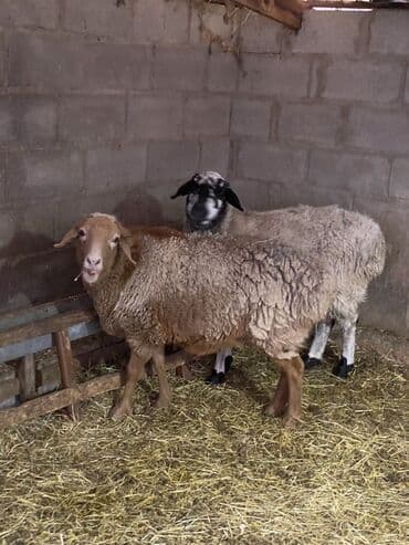 собака бульдок: Продаю | Овца (самка) | Для разведения | Матка — 1