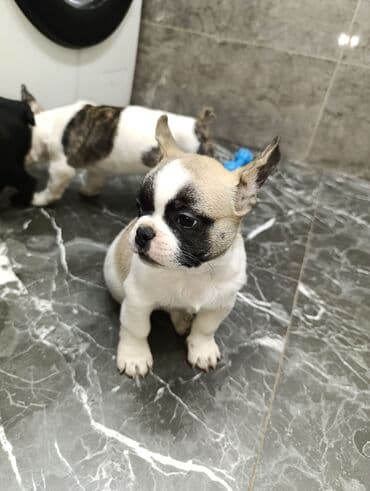 кошки собаки: Бульдог, 2 месяца, Самец — 5