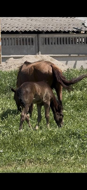 продаю жеребца: Продаю | Кобыла (самка) | Для разведения — 3