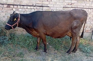 Продаю | Корова (самка) | Голштин | Для разведения, Для молока at lalafo.kg Продаю | Корова (самка) | Голштин | Для разведения, Для молока