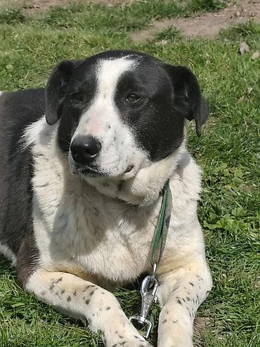 дратхаар бишкек: Ит бекер берилет: Жөнөкөй ит, 2 жаш, Ургаачы, Эмделген — 7