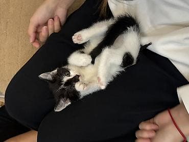 cat sofa: Кошка даром: Беспородная, Девочка — 1