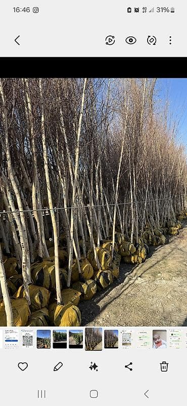 для двора: Саженцы — 2