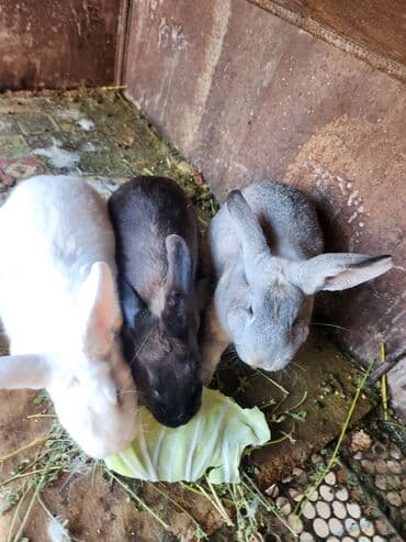 показы 1 354 72 договорная кошка даром британская короткошёрстная 1 год мальчик метис 2 позвонить написать: Продаю | Крольчата | Для разведения — 2