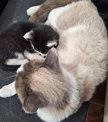 мышык сатылат: 3 айлык, Эркек, Биколор, Лотокко барууга үйрөтүлгөн, Курттардан тазаланган — 5