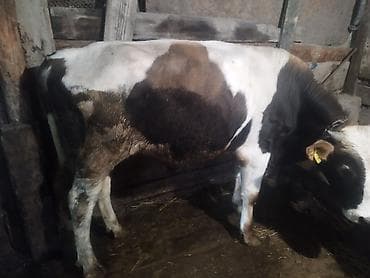 птица фабрика: Продаю | Бык (самец) | На откорм | Племенные — 2