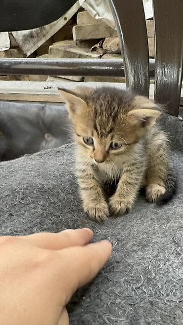 Кошки: Котята от домашней кошки В добрые руки ! Отдадим даром ! Ищем семью ! — 4