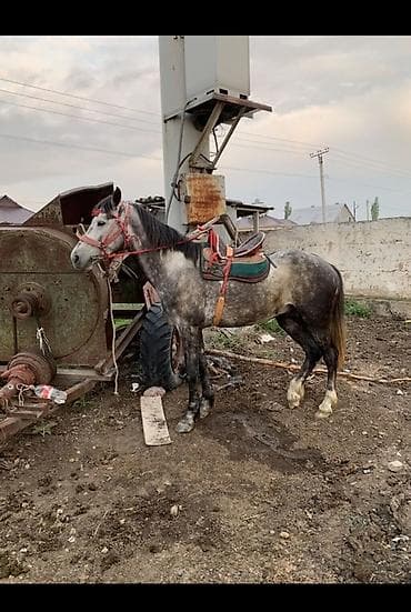 Продам с/х животных: Продаю | Конь (самец) — 1