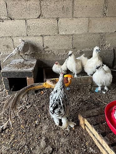 Продаю | Куры, Петух at lalafo.kg Продаю | Куры, Петух