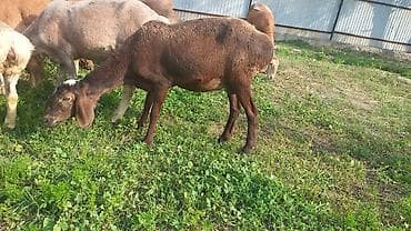 Продаю | Овца (самка) | Для разведения | Матка at lalafo.kg Продаю | Овца (самка) | Для разведения | Матка