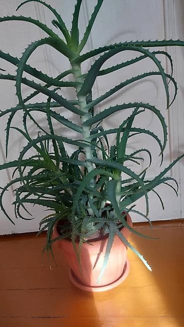 Кактустар: Продаются алоэ возраст 3-5-7 лет. Полезные, экологически чистые — 3