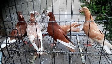 хомяк цена бишкек: От 200 - 700 штука — 2