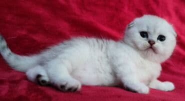 мышык фото: Скотиш Фолд (Шотландиялык шалпаң кулак), 2 айлык, Эркек, Күмүш өңдүү шиншилла — 7