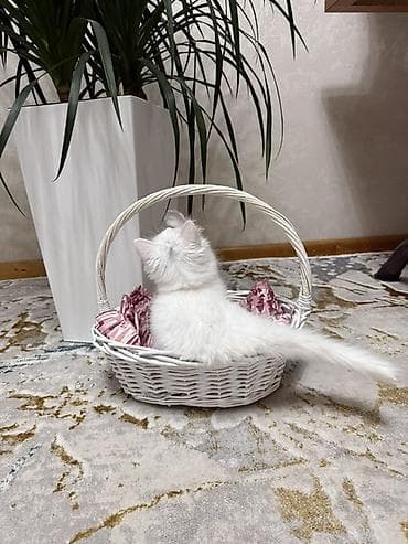 Мышыктар: Ангор, 3 айлык, Эркек, Ак, Лотокко барууга үйрөтүлгөн, Курттардан тазаланган, Документтери менен — 4