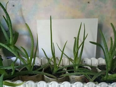 продам тыкву: Алоэ вера — молодые растения в отдельных стаканчиках. - Суккулент с — 1