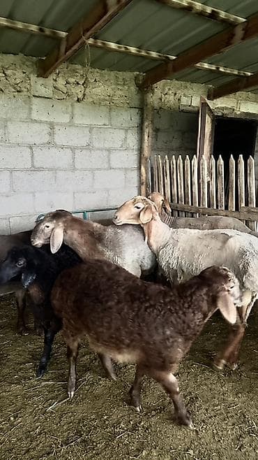 боос кой: Продаю | Овца (самка) | Эдильбаевская | На забой | Матка — 3