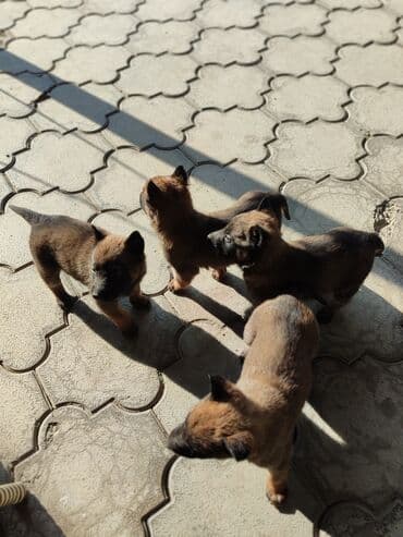 купить щенка чихуахуа: 25.10.25 документамиЩенки породы, бельгийскую овчарку (малинуа) - — 9