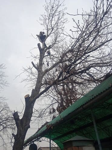 обзор цен на строительные и отделочные работы в бишкеке: Профессиональный спил деревьев любой сложности 110%гарантия сокулук — 10