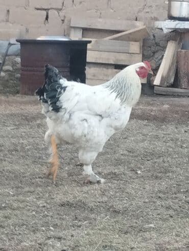 черная брама: Продаю | Петух | Брама | Для разведения — 1