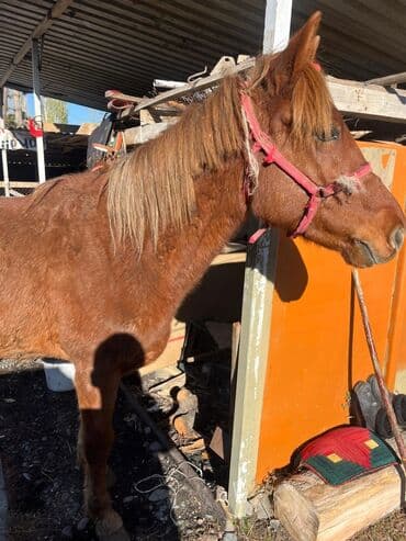 цены породистых собак: Продаю | Конь (самец) | Рабочий — 8