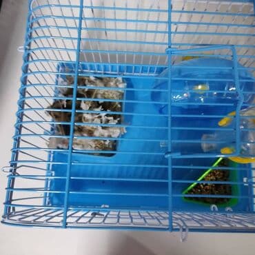 летучая мышь в кыргызстане: Хомячки джунгарские с клеткой комплект — 3