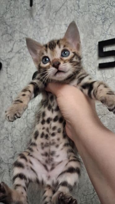 сколько стоит порода алабай: Бенгальская, 1 месяц, Девочка, Приучена к лотку — 9