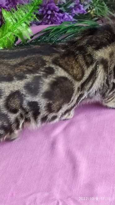 новорожденные котята: Бенгальские Детки .проф питомник Бен Гла Мур. предлагает Девочек и — 30