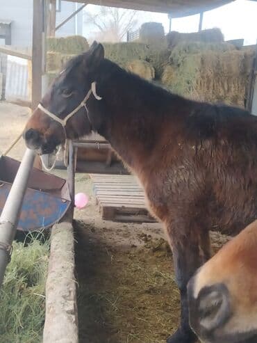 Продаю | Жеребец | Кара Жорго | На забой | Осеменитель at lalafo.kg Продаю | Жеребец | Кара Жорго | На забой | Осеменитель